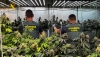 Desmantelan una plantaci&oacute;n de marihuana en una nave industrial de Albox