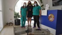 Carboneras comienza a controlar su poblaci&oacute;n de gatos callejeros