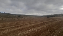 Cajamar reforesta 27,5 hect&aacute;reas del Parque Natural Sierra Mar&iacute;a-Los V&eacute;lez