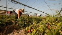 Andaluc&iacute;a recibir&aacute; 43 millones para la modernizaci&oacute;n y bioseguridad agraria