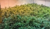 Desmantelan dos cultivos con 900 plantas de marihuana en Abrucena y G&aacute;dor