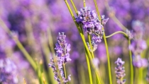 AlVelAl lanza el I Fondo Esencias para regenerar paisajes con arom&aacute;ticas