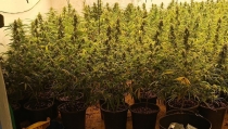 Descubren una plantaci&oacute;n de marihuana en una vivienda de Los Almendros