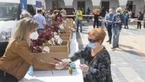 T&iacute;jola acoge este domingo el reparto de parras de variedades hist&oacute;ricas de uva