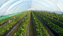 Agrocolor presentar&aacute; sus sistemas de certificaci&oacute;n en Expolevante N&iacute;jar