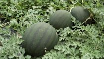 COEXPHAL-APROA denuncia la situaci&oacute;n de mel&oacute;n y sand&iacute;a en los mercados europeos