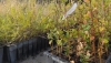 COAG Andaluc&iacute;a reparte 40 plantas aut&oacute;ctonas andaluzas entre agricultores y afiliados