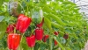 Almer&iacute;a impulsa el liderazgo de Andaluc&iacute;a en exportaciones agroalimentarias