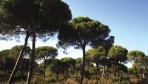 Andaluc&iacute;a plantar&aacute; mil &aacute;rboles y arbustos en todas las provincias por el 28F
