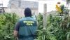 Detenidas seis personas en una macrooperaci&oacute;n contra el cultivo de marihuana
