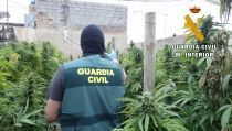 Detenidas seis personas en una macrooperaci&oacute;n contra el cultivo de marihuana