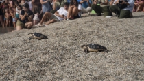 Liberan en Roquetas de Mar a dos tortugas bobas criadas en el Aquarium