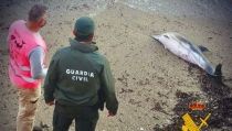 Encuentran un delf&iacute;n varado en la playa del Faro de Roquetas de Mar