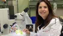 Cient&iacute;ficos identifican variedades de quinoa adaptadas al campo andaluz