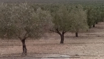 La producci&oacute;n de aceite de oliva en la provincia de Almer&iacute;a caer&aacute; un 41% debido a la sequ&iacute;a
