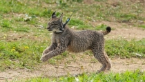 Almer&iacute;a colabora en el plan de recuperaci&oacute;n y conservaci&oacute;n del lince ib&eacute;rico