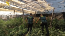 Desmantelan un cultivo con 1.300 plantas de marihuana en El Ejido