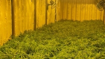 La Guardia Civil desmantela una plantaci&oacute;n de marihuana oculta en un s&oacute;tano en G&aacute;dor