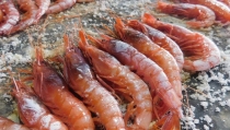 Gamba roja de Garrucha, la estrella de una gastronom&iacute;a de calidad