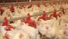 Detectan dos nuevos focos de la enfermedad de Newcastle en granjas de pollos de Hu&eacute;rcal-Overa
