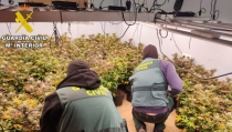 Detienen a 26 personas por cultivar marihuana y elaborar drogas en Matagorda