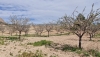 Las &uacute;ltimas lluvias afectan de forma negativa a la almendra temprana y positiva a la tard&iacute;a