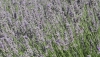 AlVelAl convoca el III Fondo Esencias para la plantaci&oacute;n de arom&aacute;ticas