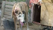 Galgos del Sur denuncia el estado de perros de caza junto a cad&aacute;veres de galgos
