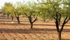 COAG Almer&iacute;a alerta de una disminuci&oacute;n significativa en la cosecha de almendra en la provincia