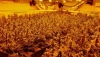 El 43% de la energ&iacute;a defraudada en Almer&iacute;a es para plantaciones de marihuana