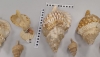 Intervienen doce caracolas protegidas y en peligro de extinci&oacute;n en Almer&iacute;a