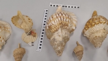 Intervienen doce caracolas protegidas y en peligro de extinci&oacute;n en Almer&iacute;a