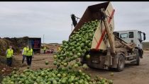 Coexphal realiza actos simb&oacute;licos ante la ruinosa campa&ntilde;a de mel&oacute;n y sand&iacute;a