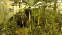 Encuentran m&aacute;s de 1.500 plantas de marihuana en una nave en Hu&eacute;rcal de Almer&iacute;a