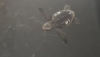 Nace la primera tortuga marina del nido ubicado en la playa de la Rumina