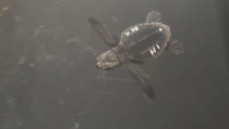 Nace la primera tortuga marina del nido ubicado en la playa de la Rumina