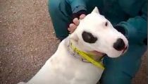 Detienen a un hombre en N&iacute;jar por cortar las orejas a sus tres perros por est&eacute;tica