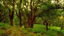 La asociaci&oacute;n Serbal gana uno de los Premios Andaluc&iacute;a Medio Ambiente 2024