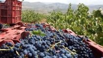 La cosecha de uva para vino cae un 25% en Almer&iacute;a a causa de la sequ&iacute;a