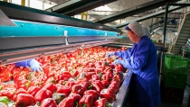 Almer&iacute;a logra un r&eacute;cord  de 3.096 millones en exportaciones entre enero y mayo de 2025