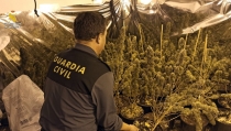 Detenido en Macael por cultivar 300 plantas de marihuana en una vivienda