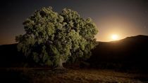 SER&Oacute;N: Una cita cultural con la naturaleza en el XXIV Safari Fotogr&aacute;fico Sierra de Ser&oacute;n