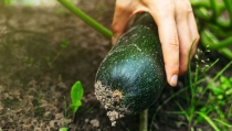 COAG Almer&iacute;a denuncia la ca&iacute;da de precios en calabac&iacute;n y pepino al inicio de la campa&ntilde;a