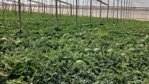 COAG Almer&iacute;a exige controlar tambi&eacute;n la calidad de melones y sand&iacute;as de terceros pa&iacute;ses