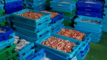 Las lonjas andaluzas comercializan 22.535 toneladas de pescado y marisco entre enero y junio