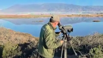 Almer&iacute;a tiene la poblaci&oacute;n de &aacute;guila perdicera m&aacute;s importante de Europa