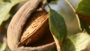 Aumentan las ayudas a los productores de frutos de c&aacute;scara afectados por la sequ&iacute;a en Almer&iacute;a
