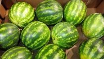 COAG denuncia competencia desleal en la importaci&oacute;n de sand&iacute;as de terceros pa&iacute;ses