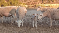 ASAJA Almer&iacute;a alerta de una disminuci&oacute;n de la producci&oacute;n de cordero en la provincia