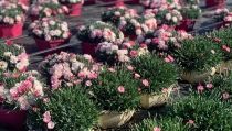 'Enamorados V&iacute;car', primera iniciativa del municipio como Flor de Andaluc&iacute;a